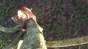 Tragically! Brave Mother Bear Fight With Hungry Tiger To Save Her Cubs And How It Ends