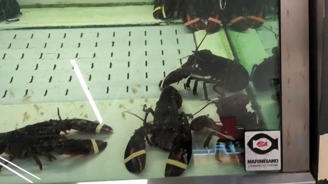 # Stop & Shop.#позитивыжизниютубольгаклимова смотреть онлайн