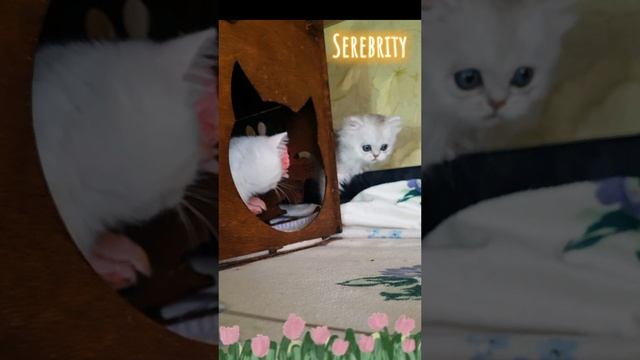 lv_0_20241026041817~2.mp4
