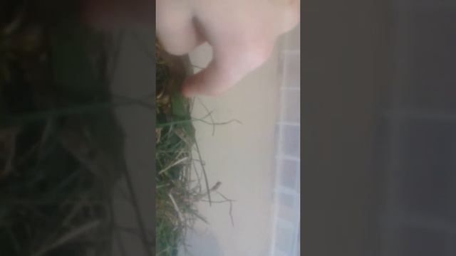 Моя прыткая ящерица смотреть онлайн