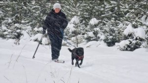 Догтренинг 683. Старт лыжного спецкурса. Ура!