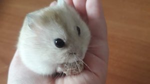 🐹хомяк джунгарик, её зовут Персинка