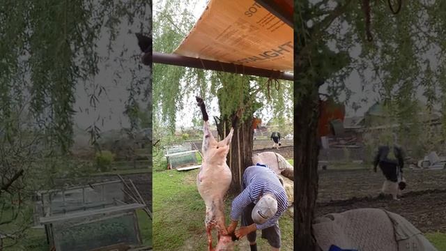 ШАШЛЫК ЛЮБИМАЯ ЕДА ВСЕХ НАРОДОВ смотреть онлайн