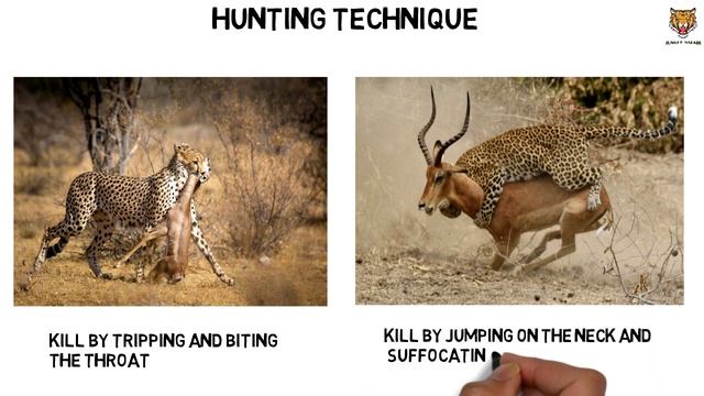 Leopard VS Cheetah who will win || Jungle Safari смотреть онлайн