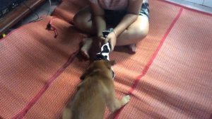Brave Beautiful Girl playing with Smart Dog - Plying with my puppy at home