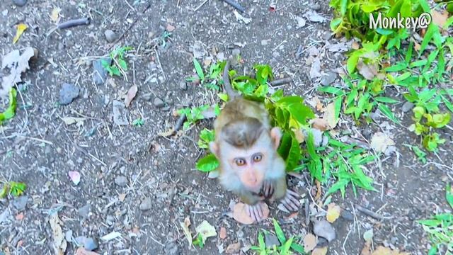 Very brave..! a little monkey Marco and Mora are coming to take some fruit from me. смотреть онлайн