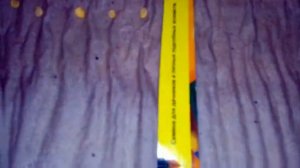 Сад и огород  Сажаем семена в закрутку  Перец  и помидоры