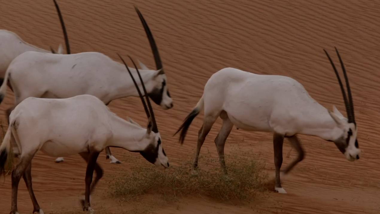 Аравийский орикс смотреть онлайн