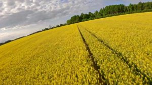 Рапсовые Поля