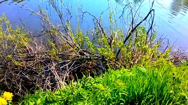 изора смотреть онлайн