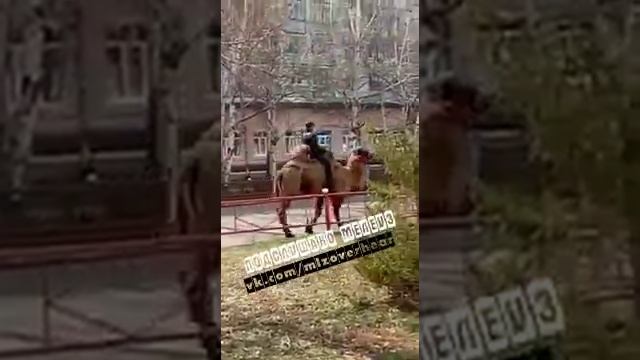 Мелеуз-Дубаи (верблюд гуляет по Ленина) смотреть онлайн