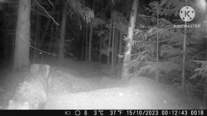 Охота рыси на барсука!!!