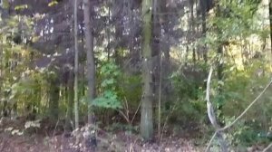 Деревенский дневник очень многодетной мамы. Обзор стрима.