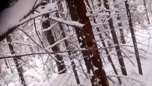 ОХОТА НА КУНИЦУ С ЛАЙКОЙ!!! ПЕРВАЯ КУНИЦА. Проверка капканов!
