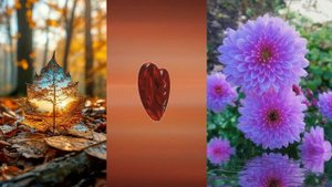 хризантемы