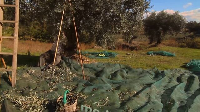 Вкус Португалии смотреть онлайн