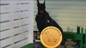 Догтренинг 710. Зачётный доберман: преданность, интеллект, сила.