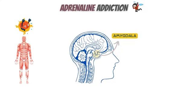 Adrenaline Addiction: Inside The Body Of Adrenaline Junkies