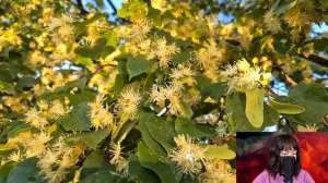 Сбежав от мужа и свекрови, Настя купила развалюху в глуши. Но найдя в стене тайник с завещанием...