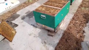 Изоляция матки в зиму. Делаю зимнюю пчелу применяя изолятор Каленова. Удаляю клеща. √ 2