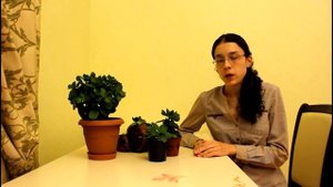 Личинки мошек съели корни. Как я боролась с мошками. Каланхоэ без прищипок.
