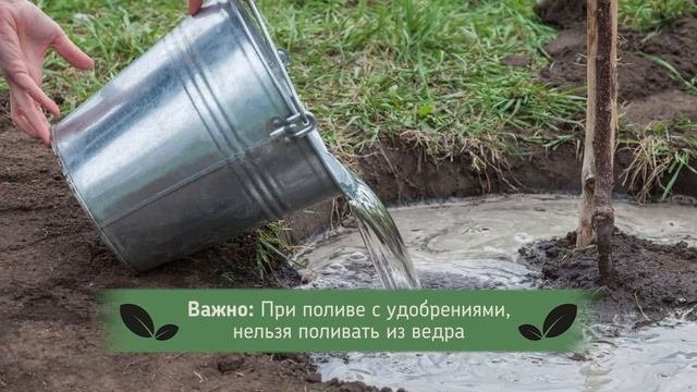 ЧТО ТВОРЯТ ПИТОМНИКИ растений РАДИ СИЛЬНЫХ (и компактных) корней