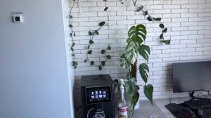 ОБЗОР 50+ ТРОПИЧЕСКИХ РАСТЕНИЙ в однушке у парня!🌿