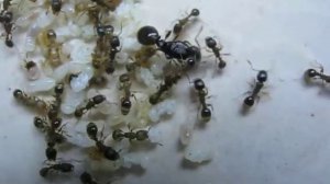 Tetramorium ferox