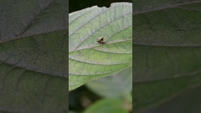 A tiny green leafhopper is resting on the surface of a wild leaf #insect #nature смотреть онлайн