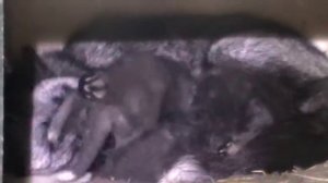 Домашняя лиса