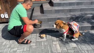 ШЕРЛОКУ БЕЗДОМНЫЙ. ЧТО СЛУЧИЛОСЬ С БУДКОЙ? БРОС ШОУ ПЕТ