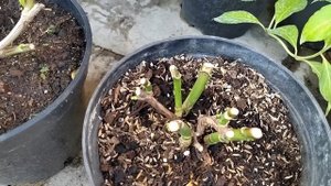 Обрезка крупнолистных гортензий 24 июня 2024 г