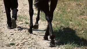 PRO_Лошадей. Черный Принц. 25 августа 2024 года. 15:50