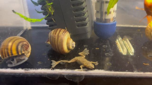 Птичий рынок Челябинск 18. 08.2024 смотреть онлайн