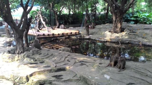 Monkeys in Chimelong Safari Park. смотреть онлайн