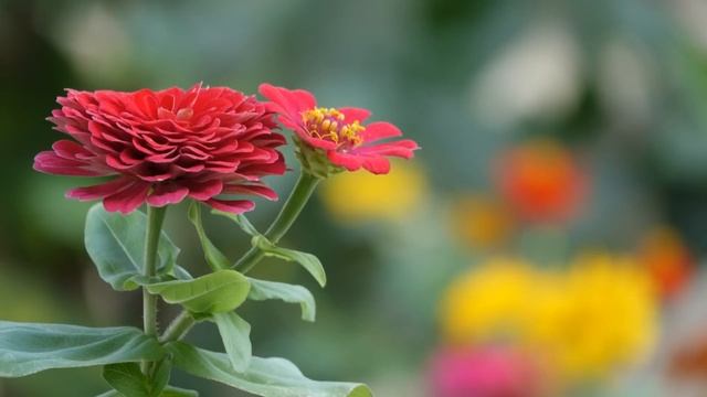 Ты прости, Люба, я другую женщину полюбил. Она согласна выйти за меня замуж... смотреть онлайн