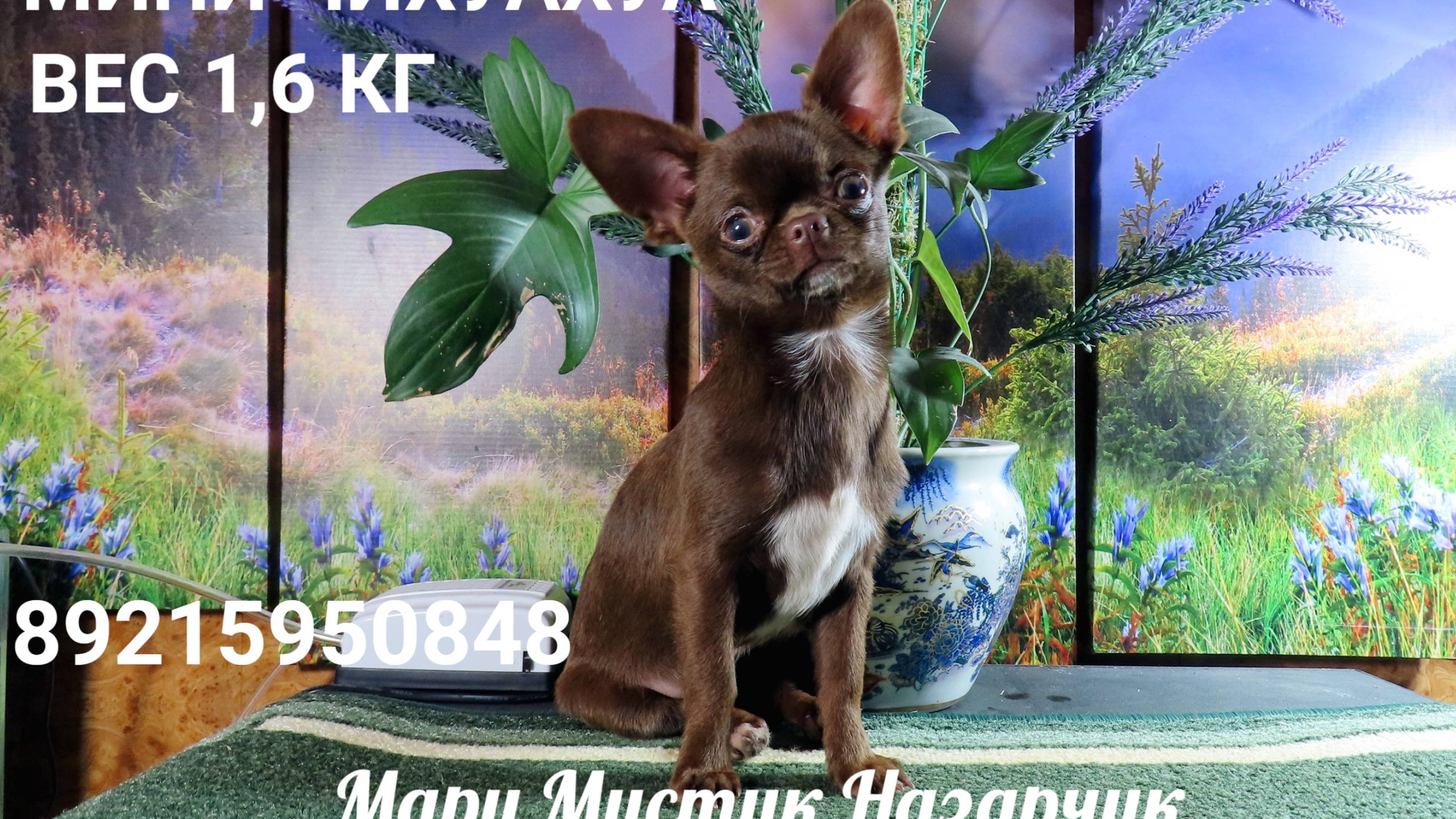 #чихуахуа МИНИ вес 1,6 кг Назарчик ЖДЁТ Вас #купитьчихуахуа 89215950848 #продам_щенка_чихуа