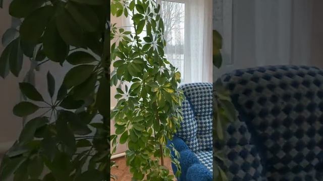 Агентство недвижимости Дом Кубани ст. Каневская ул. Таманская 124.