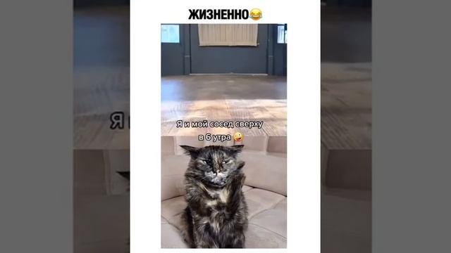 Я и мой сосед сверху в 6 утра
