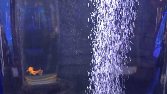 Funny fish 00014   Aquarium. Sleep Music. Relax Music. Meditation Music