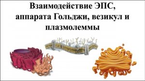 Что такое везикула. Этапы фагоцитоза. Совместная работа ЭПС, комплекса Гольджи и плазмолеммы.