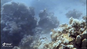 Utopia Beach Club --- Dive around Utopia Bay ---