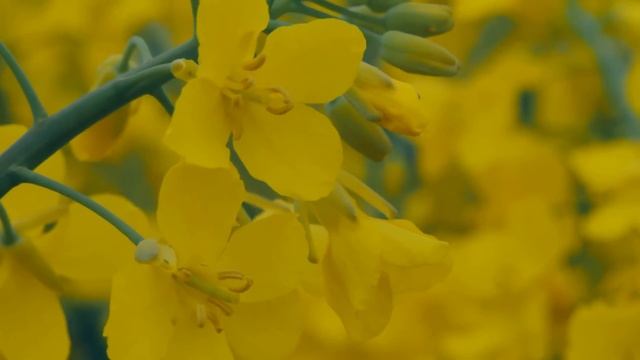 Полина заметила, что муж стал прихорашиваться перед тем, как собирался прогуляться к другу. Но когд смотреть онлайн