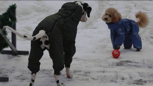 Догтренинг 698. Пудель и далматин - парный урок.