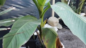 Укрытие для банана на зиму