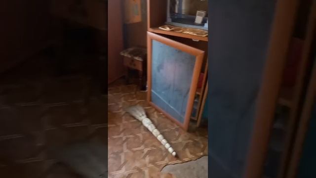 Сдали комнату через агентство‼️‼️ Результат на видео #агентствонедвижимости #аренда #трэш #ужас смотреть онлайн
