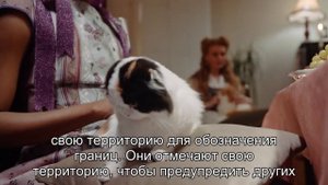 Почему кошки метят территорию?