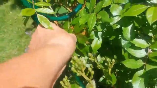 КАК ЛЕГКО И БЫСТРО ПОДВЯЗАТЬ ПЛЕТИСТЫЕ и не только РОЗЫ