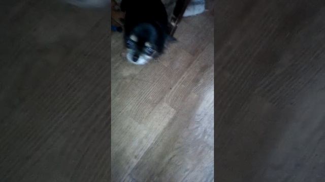 Клоп чих из Тимирязевского л.парка найден 15.04.19/ СЪЕМКА 01.05.19. 2 смотреть онлайн