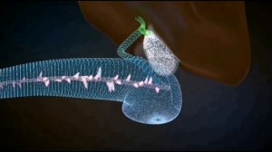 Хурдани писта ба организм чи фоида дорад...???